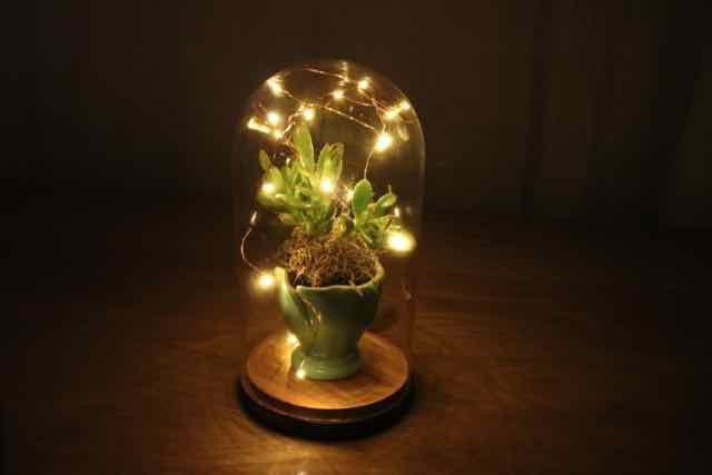 Succulents under glass - with lights!