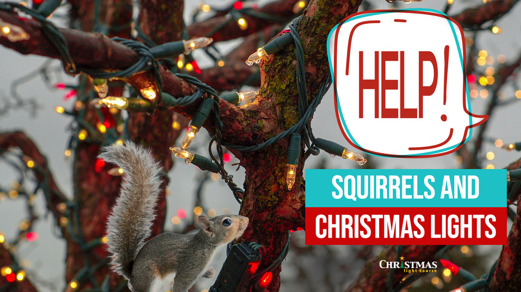 Video: Help! Squirrels and Christmas Lights. They are eating my lights!