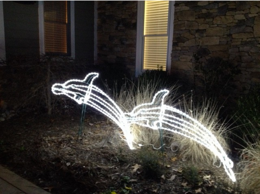 Dolphins outlined with pure white rope light