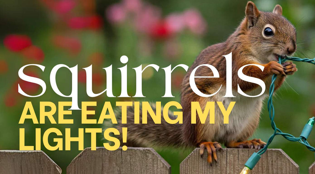 Customer Question: Do you have a solution for squirrels eating my lights?