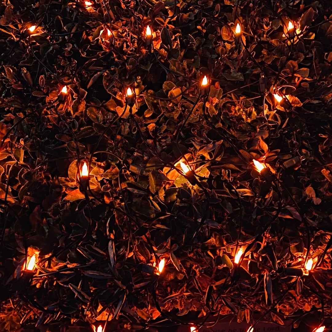 150-bulb Opaque Orange Net Lights, Black Wire