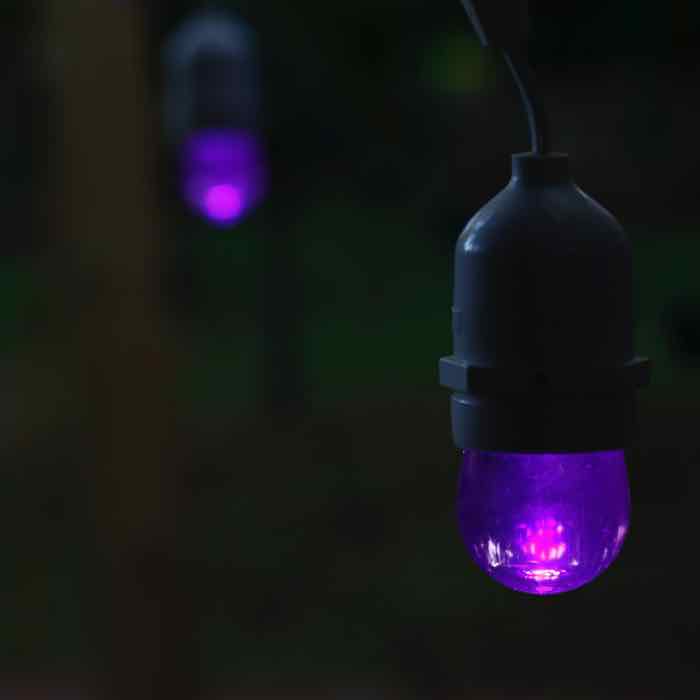 S11 Purple LED Bulbs E26 Bases